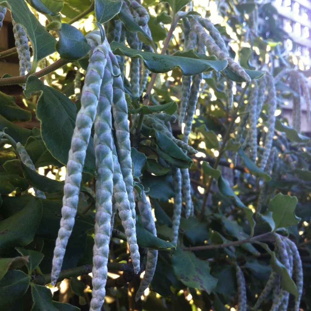 Striking sight in&nbsp;winter