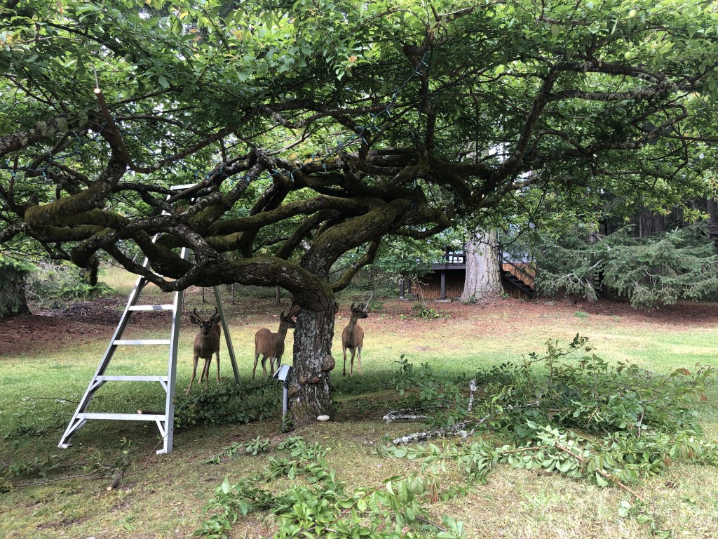 Fruit tree leaves for the&nbsp;deer