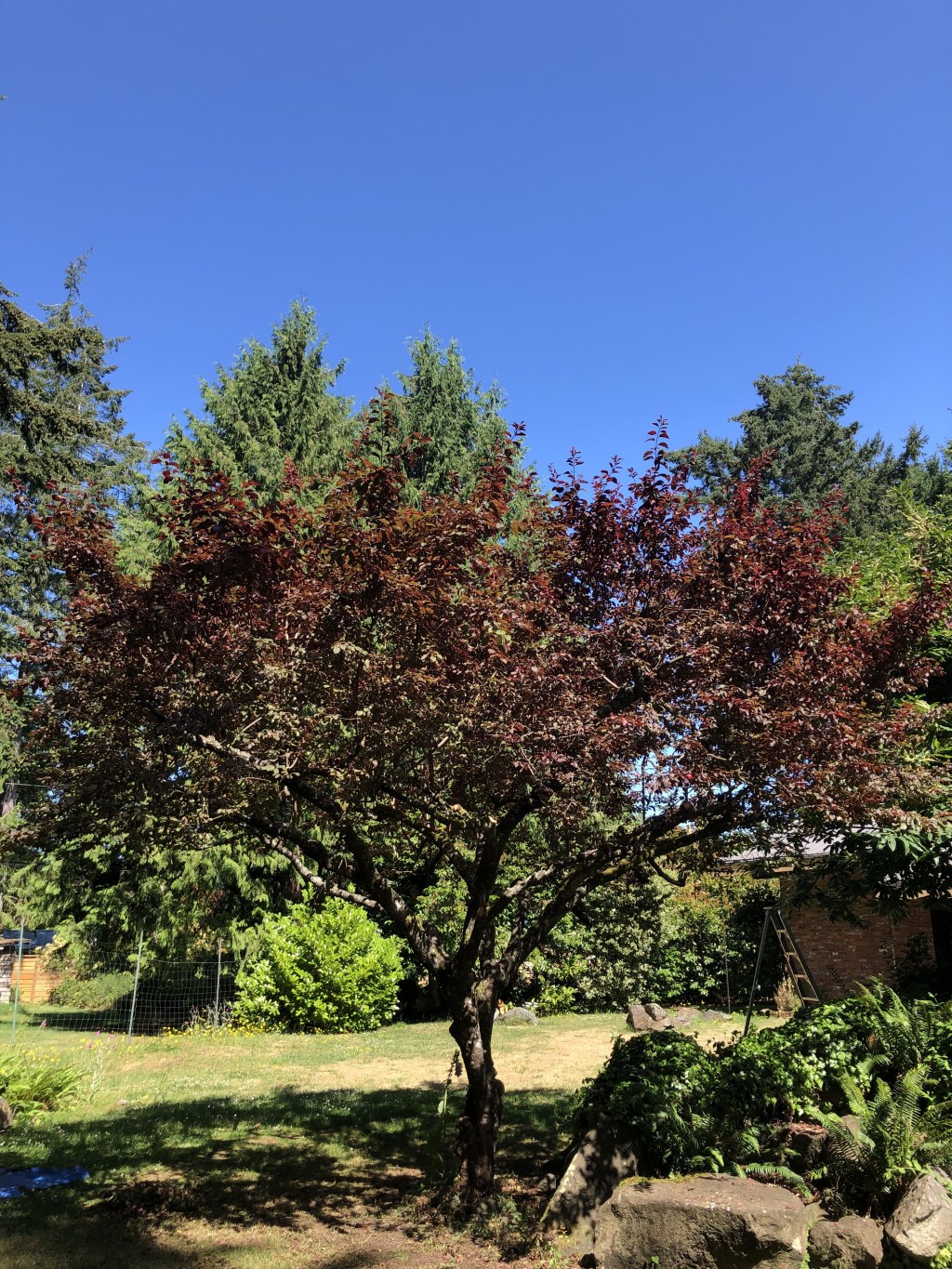 Summer pruning for the&nbsp;win!