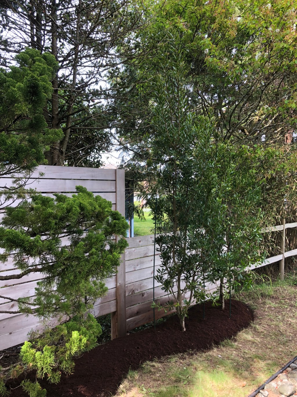 Privacy Screen with Myrica&nbsp;californica